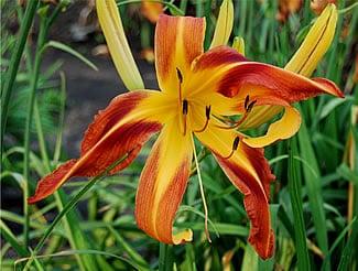 Ellies Daylilies