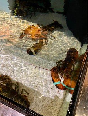 Lobster tank