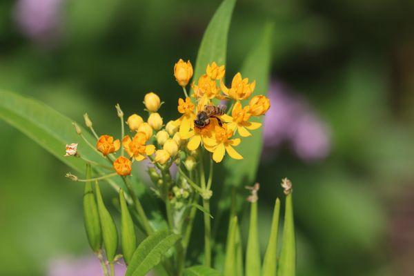 milkweed