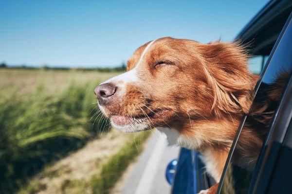 Our furry friends love to ride as well, but make sure they are comfortable with the heat and a/c!