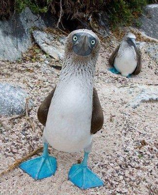 Blue-footed booby