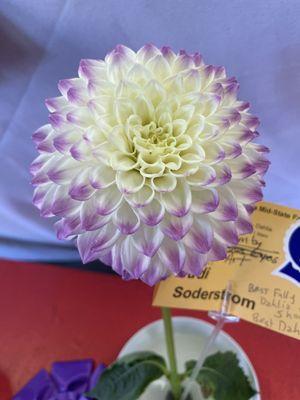 Beautiful dahlia