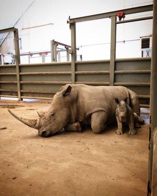 Baby rhino & mom