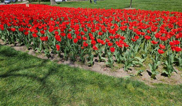 Red Tulips