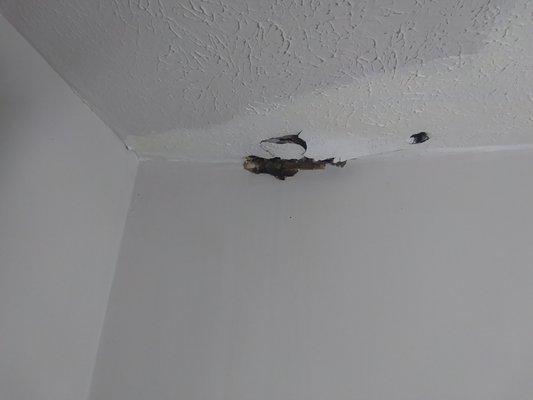 HOLES in the kitchen ceiling has repeatedly been an issue due to amateur repairs and management neglect.