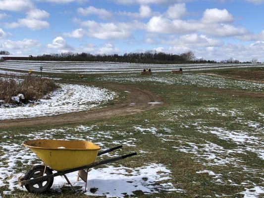 Pumpkin patch post snow