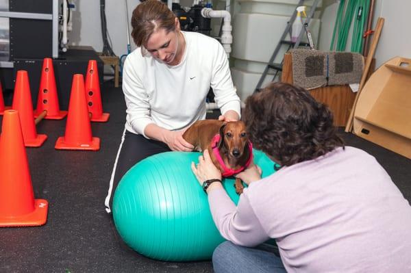 Companion Pet Sitting