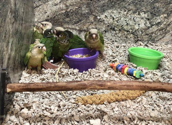 darling, affectionate Conures - LOVE them!!!