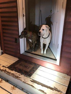 They are checking out the weather before taking a potty break.