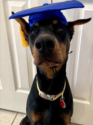 Doberman graduate working towards being a therapy dog!