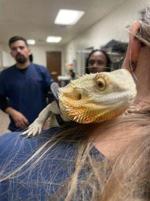 Cute bearded dragon