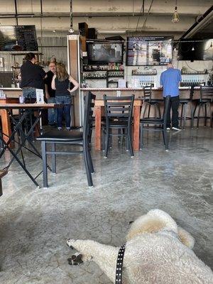 My dog, Shoga m, laying down near the front door and some customers and owner near the bar in the background.