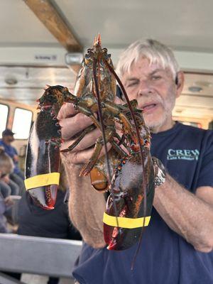 Up close look at a lobster that was taken out of a trap.