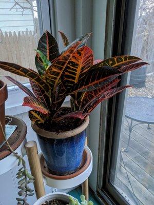 Without pot this beautiful Croton was only $8!