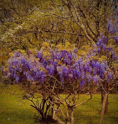 Crept Myrtle in full bloom