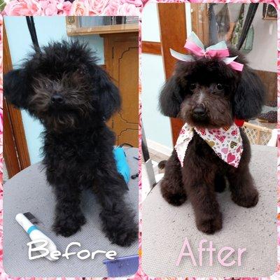 We don't just groom, we make transformations.  Groomed by Ashley Altman