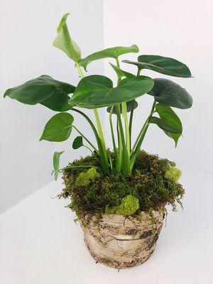 https://www.edwardsgreenhouse.com/flowershop-order-online/p/monstera-deliciosa