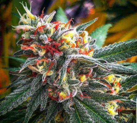 Cannabis Flower, just beautiful