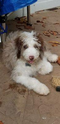 4 month old Aussiedoodle