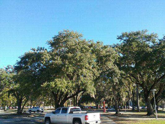 Plenty of shaded parking under beautiful old live oaks