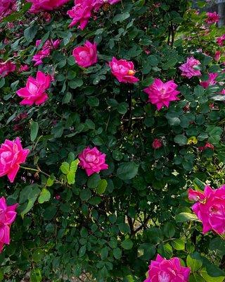 Lovely rose bush, climbing fence in full bloom