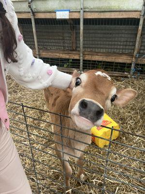 The calves in the back shed loved being pet! :)