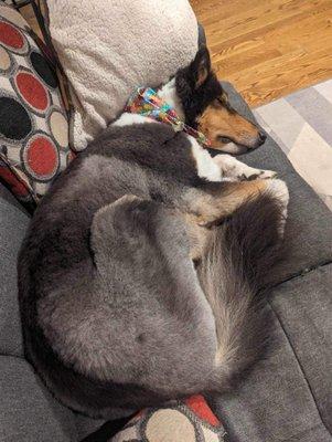 Shaved double coated dog