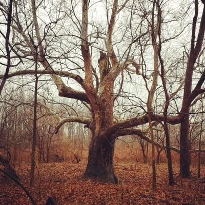 A giant tree by one of the game lands parking lots