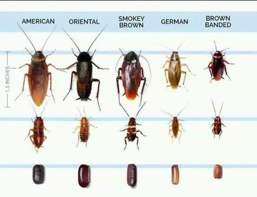 What is that bug? Identity it here roaches