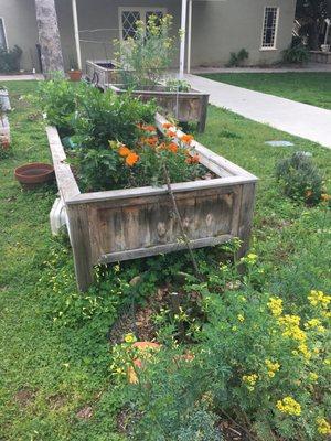 Community Garden