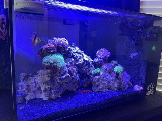 All fish and coral came from this store and have not had any issues and everything flourishing.