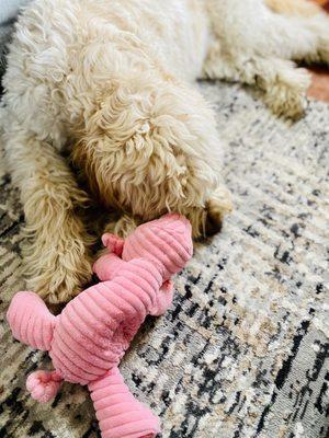 Someone sleeps with his new toy.  Woof!!! #cutenessoverload