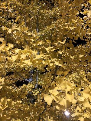 Ginko Trees in the Fall that line the parking lot are Gorgeous and Gold!