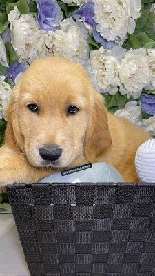 Golden Retriever