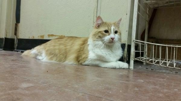 Isn't Sherlock a beauty?! He's one of our cats that needs a home! Sweet personality :)