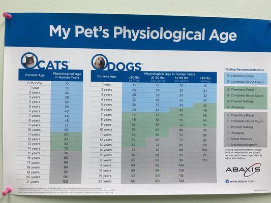 How old is your dog in human years?