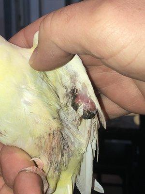 This is a photo of Birdie's left wing with an obvious growth/infection from where Dr. Oliver "cauterized" her "blood feather."