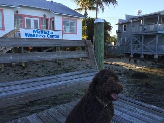 Nala is watching for dolphins on the dock