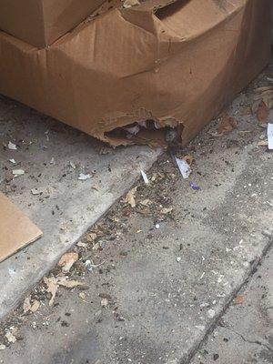 Rat droppings. Dead rats in my boxes.