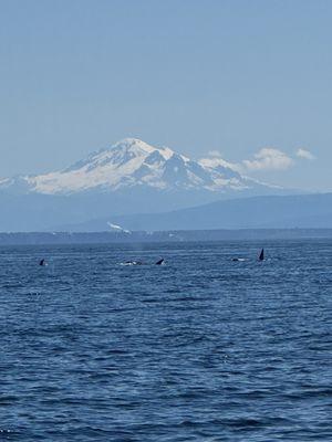 Western Prince Whale Watching