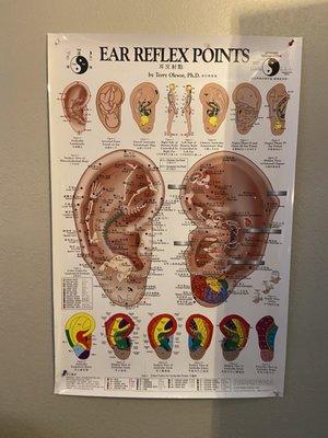 Auriculotherapy is a health care procedure in which stimulation of the auricle of the external ear is utilized to alleviate health condition