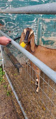 Lattin's Country Cider Mill and Farm