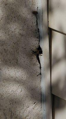 Yellow jackets entering at the side of the chimney.