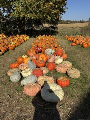 Lots and lots of pumpkins!