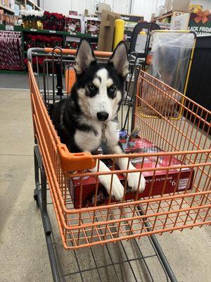 Ranger the shopping buddy