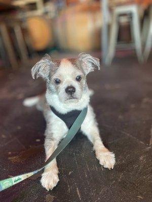 Dexter enjoying the cool floor and watching patrons (and their dogs).