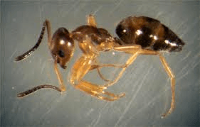 little black sugar  ants(odorous ants)