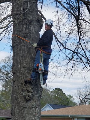 John's in the tree finishing up my job. Really great service and fair.