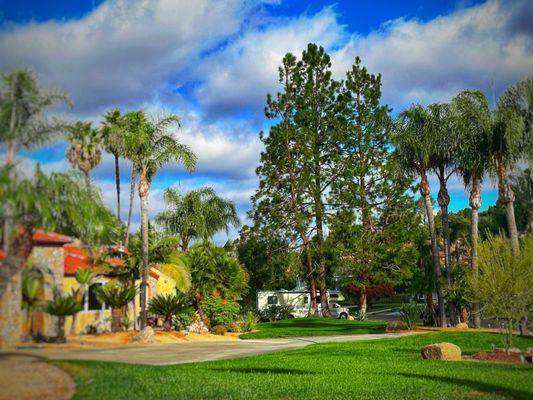 Pine tree trimming and palm tree trimming on this estate in Jamul.