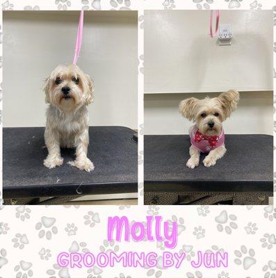 Molly the Yorkie! Grooming done by Jun